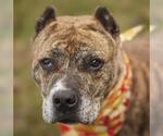 Small #2 Staffordshire Bull Terrier