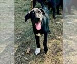 Small Black and Tan Coonhound Mix