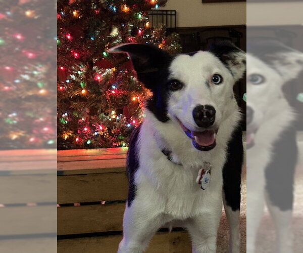 Medium Photo #12 Border Collie Puppy For Sale in Highland, IL, USA