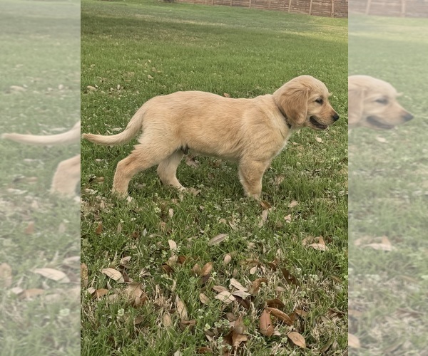 Medium Photo #7 Golden Retriever Puppy For Sale in CROWLEY, TX, USA