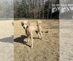 Small Photo #8 Poodle (Standard)-Unknown Mix Puppy For Sale in Holly Springs, NC, USA