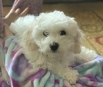Small Photo #9 Bichon Frise Puppy For Sale in RACINE, WI, USA