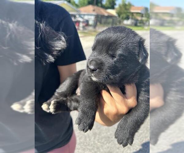 Medium Photo #1 Labrador Retriever-Unknown Mix Puppy For Sale in Houston, TX, USA