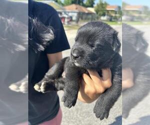 Labrador Retriever-Unknown Mix Dogs for adoption in Houston, TX, USA