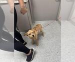 Small Cairn Terrier