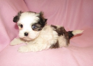 Shiranian Puppy for sale in HOWE, OK, USA