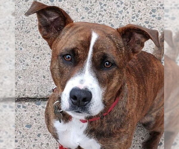 Medium Photo #4 Mutt Puppy For Sale in Canton, CT, USA