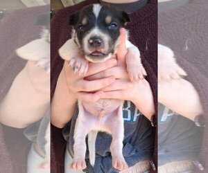 Mutt Dogs for adoption in Holly Springs, NC, USA