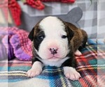 Puppy 7 Alapaha Blue Blood Bulldog