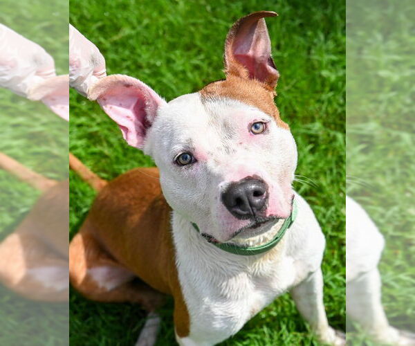 Medium Photo #5 American Pit Bull Terrier Puppy For Sale in Glen Allen, VA, USA