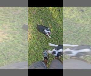 Boston Terrier Puppy for sale in BELLE ISLE, FL, USA