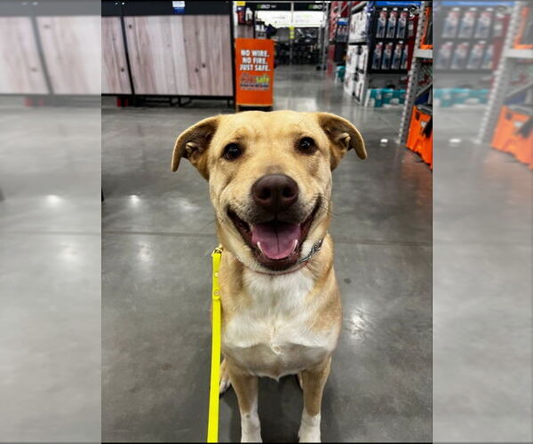 Medium Photo #13 American Staffordshire Terrier-Labrador Retriever Mix Puppy For Sale in Winston Salem, NC, USA