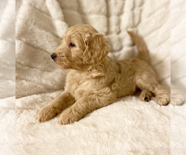 Medium Photo #9 Goldendoodle Puppy For Sale in CARMICHAEL, CA, USA