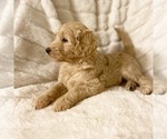 Small Photo #9 Goldendoodle Puppy For Sale in CARMICHAEL, CA, USA