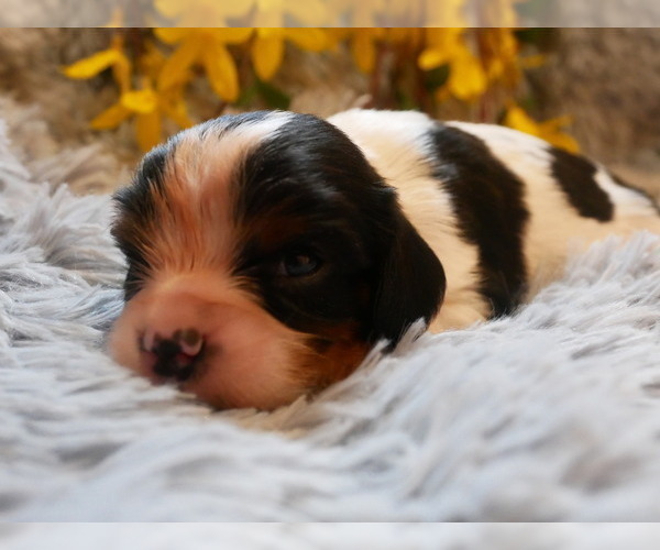 Medium Photo #12 Cavalier King Charles Spaniel Puppy For Sale in SCOTTVILLE, MI, USA