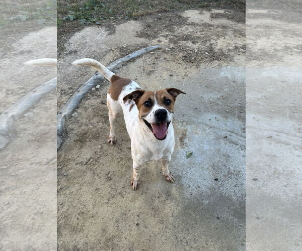 Medium Photo #2 Mutt Puppy For Sale in Jackson, MS, USA