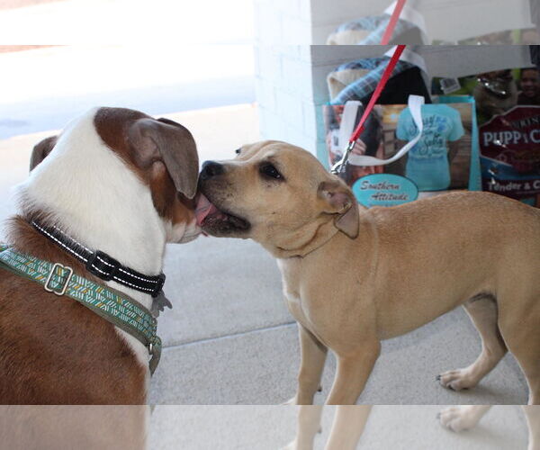 Medium Photo #9 Mutt Puppy For Sale in Holly Springs, NC, USA