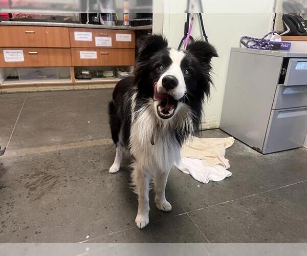Medium Photo #1 Border Collie Puppy For Sale in Santa Cruz, CA, USA