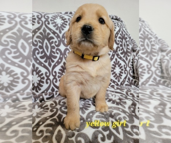 Medium Photo #4 Golden Retriever Puppy For Sale in SAN DIEGO, CA, USA