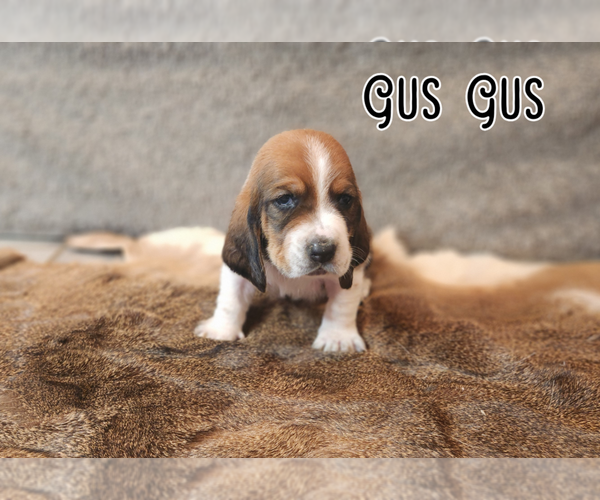 Medium Photo #19 Basset Hound Puppy For Sale in BYHALIA, MS, USA