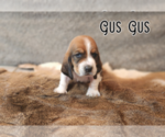 Small Photo #19 Basset Hound Puppy For Sale in BYHALIA, MS, USA