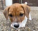 Small Photo #2 Jack Russell Terrier Puppy For Sale in FERN CREEK, KY, USA