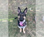 Small German Shepherd Dog