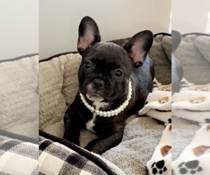 French Bulldog Puppy for sale in LAKEWOOD, CA, USA