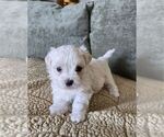 Small #6 Maltese