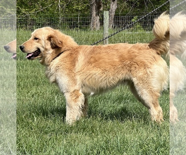 Medium Photo #1 Golden Retriever Puppy For Sale in NEOLA, WV, USA