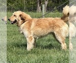 Small Photo #1 Golden Retriever Puppy For Sale in NEOLA, WV, USA