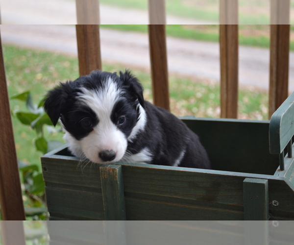 Medium Photo #3 Border Collie Puppy For Sale in GREENWOOD, WI, USA