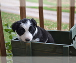 Small #2 Border Collie