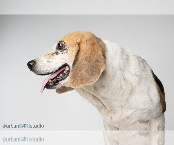 Medium Photo #5 Beagle Puppy For Sale in Tampa, FL, USA