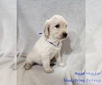 Small Photo #7 Labradoodle Puppy For Sale in WELLINGTON, CO, USA