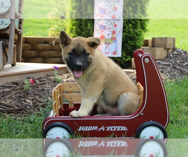Medium Photo #3 Akita Puppy For Sale in MOUNT SIDNEY, VA, USA