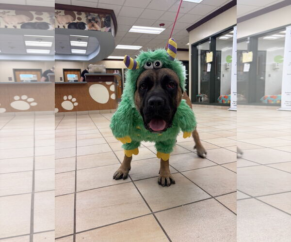 Medium Photo #11 Mutt Puppy For Sale in Virginia Beach, VA, USA