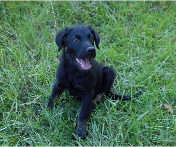Medium Photo #11 Shepweiller Puppy For Sale in MC INTYRE, GA, USA