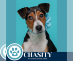 Small #10 Beagle Mix