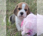 Puppy Paisley Beagle