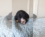 Small Photo #7 Bernedoodle Puppy For Sale in NASHVILLE, TN, USA