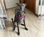 Small #8 Mountain Cur-Whippet Mix