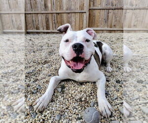 Mutt Dogs for adoption in Brewster, NY, USA