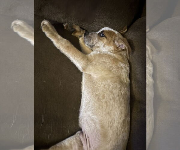 Medium Photo #3 Mutt Puppy For Sale in Garden City, NY, USA