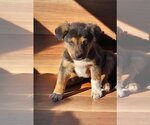 Small Photo #2 Australian Kelpie-Unknown Mix Puppy For Sale in Alexander, AR, USA