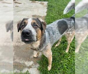 Mutt Dogs for adoption in Ogden, UT, USA