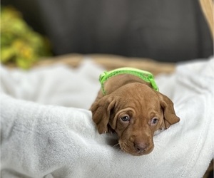Vizsla Puppy for sale in CLEMONS, IA, USA