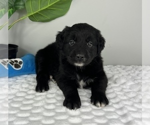 Medium Golden Retriever-Miniature American Shepherd Mix