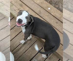Bull Terrier-Greyhound Mix Dogs for adoption in Virginia Beach, VA, USA