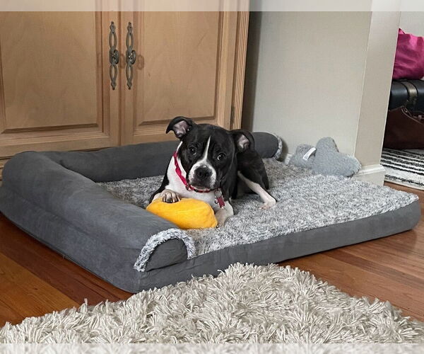 Medium Photo #3 Boglen Terrier Puppy For Sale in Caldwell, NJ, USA